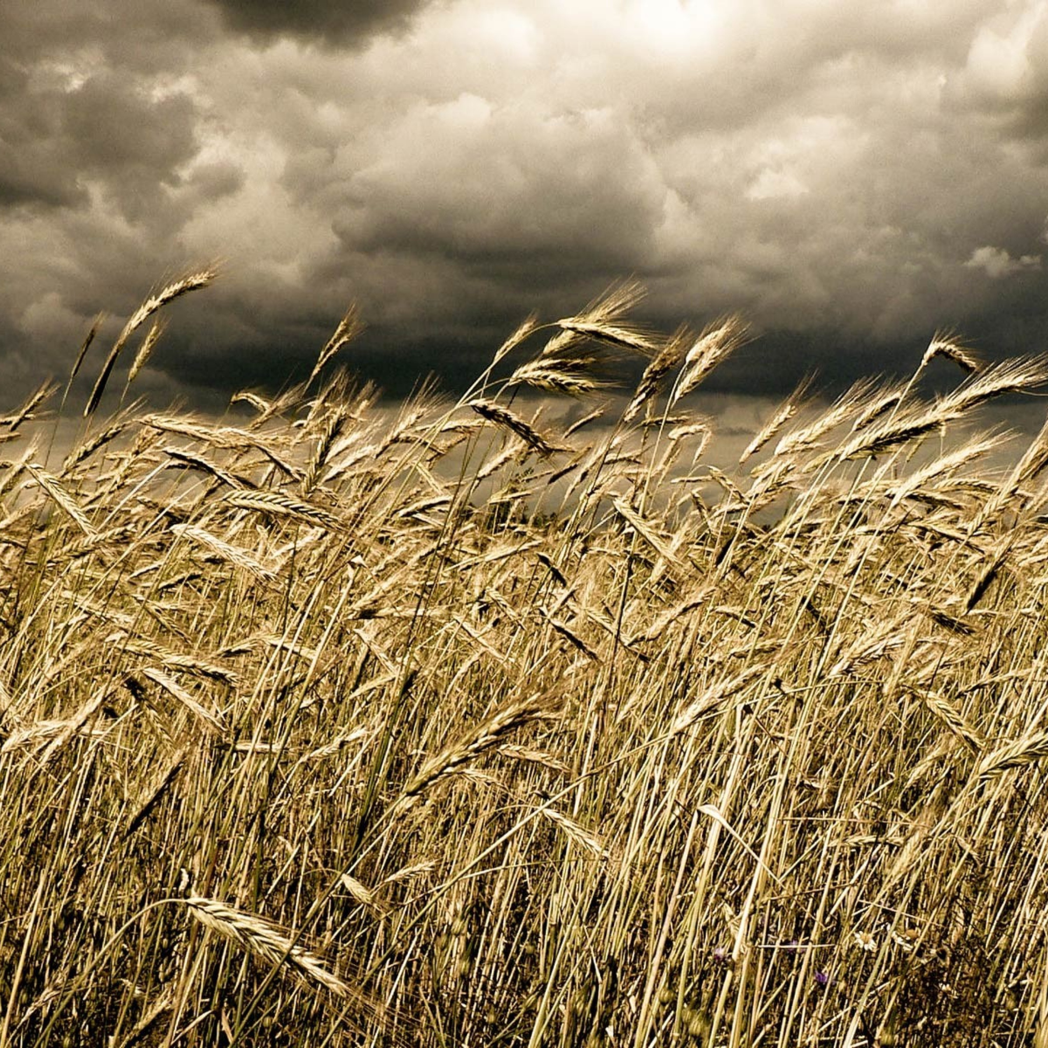 Sfondi Wheat Under Black Storm 2048x2048