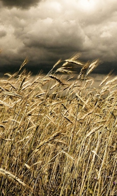 Das Wheat Under Black Storm Wallpaper 240x400