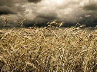 Das Wheat Under Black Storm Wallpaper 320x240