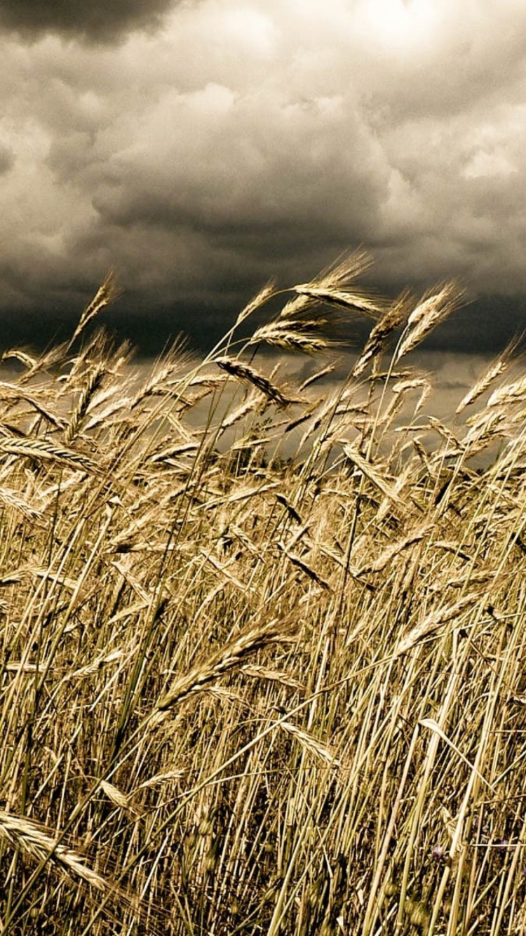Das Wheat Under Black Storm Wallpaper 750x1334