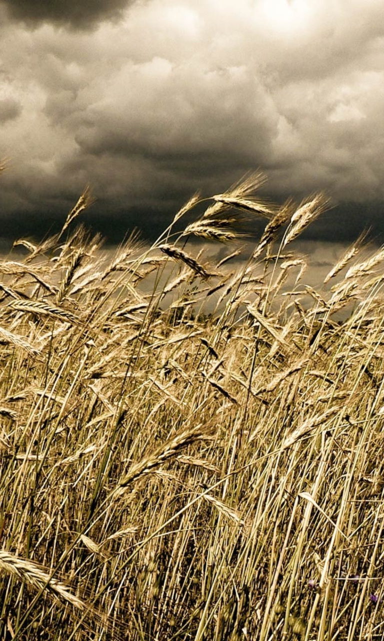 Обои Wheat Under Black Storm 768x1280