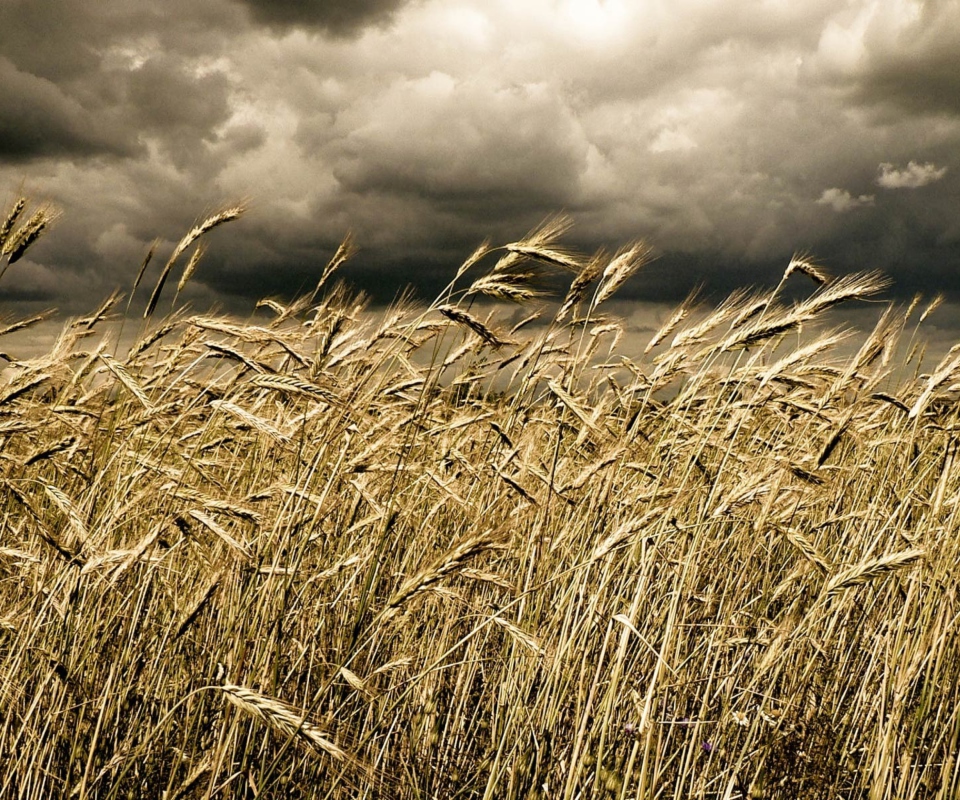 Wheat Under Black Storm screenshot #1 960x800