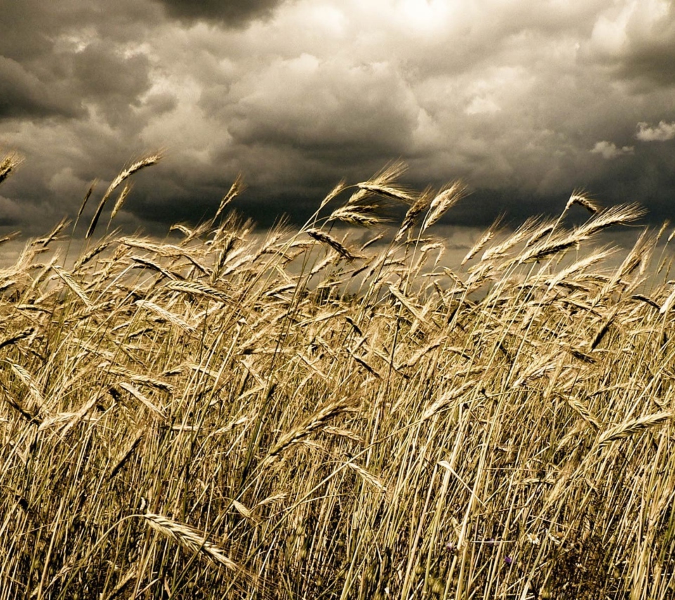 Das Wheat Under Black Storm Wallpaper 960x854