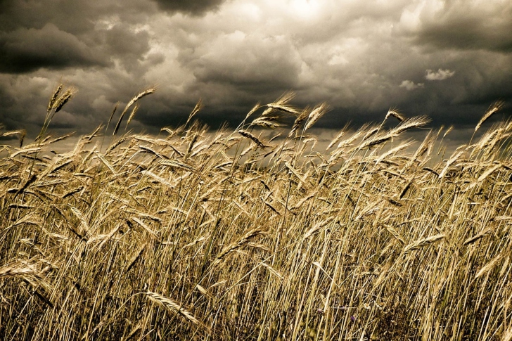 Das Wheat Under Black Storm Wallpaper