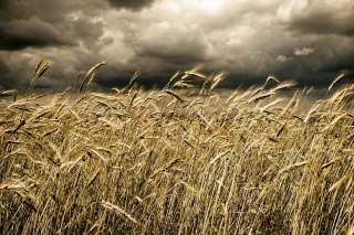Wheat Under Black Storm Wallpaper for Android, iPhone and iPad