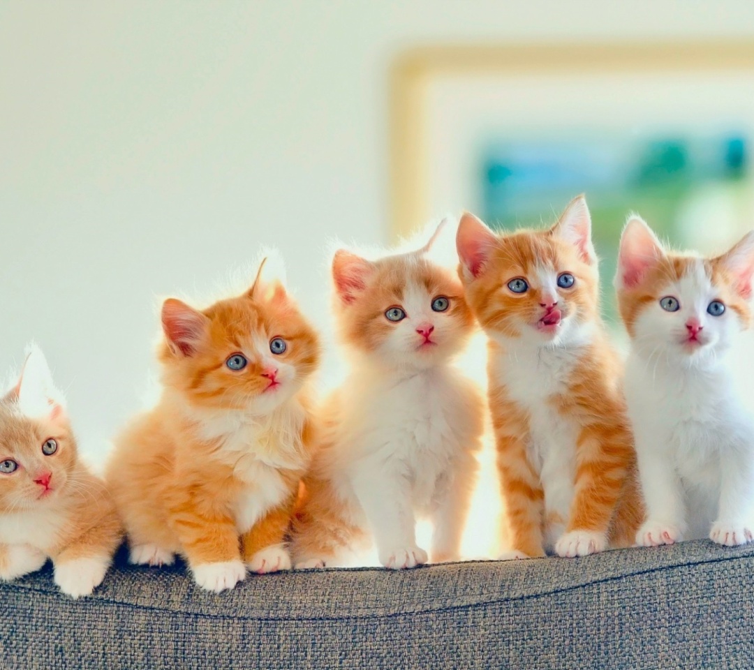 Das Five Cute Kittens Wallpaper 1080x960