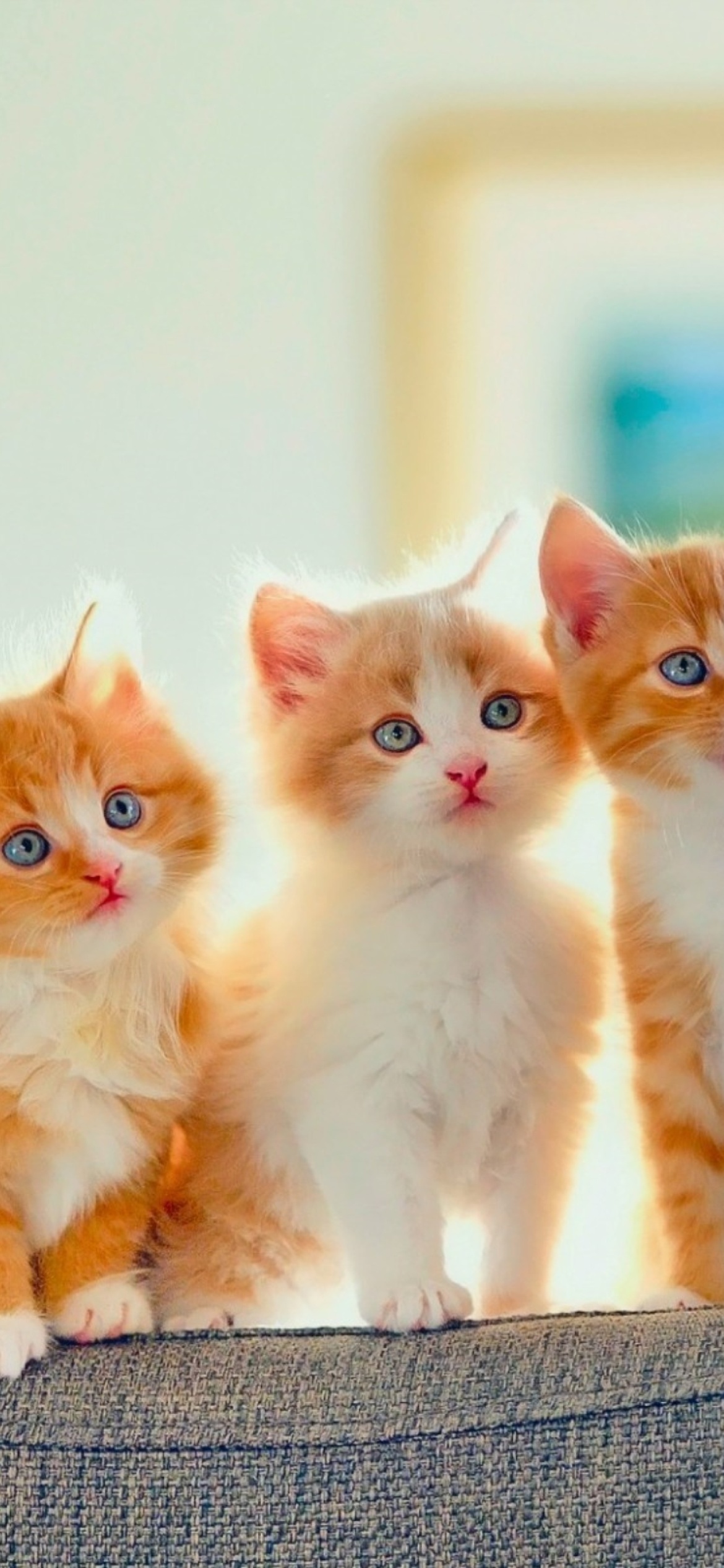 Five Cute Kittens wallpaper 1170x2532