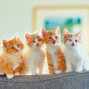 Das Five Cute Kittens Wallpaper 128x128