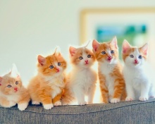 Обои Five Cute Kittens 220x176