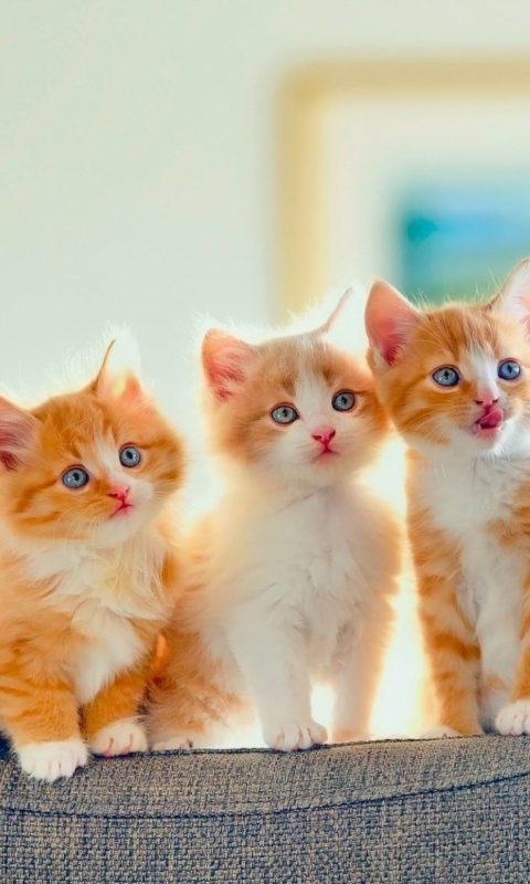 Обои Five Cute Kittens 480x800