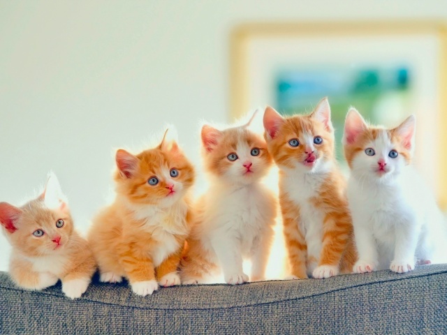 Das Five Cute Kittens Wallpaper 640x480