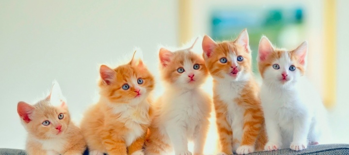 Five Cute Kittens wallpaper 720x320