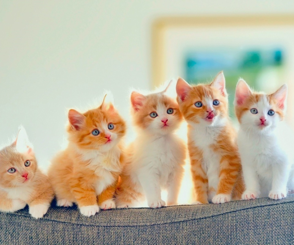 Обои Five Cute Kittens 960x800