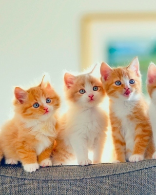 Five Cute Kittens Background for Nokia Asha 310