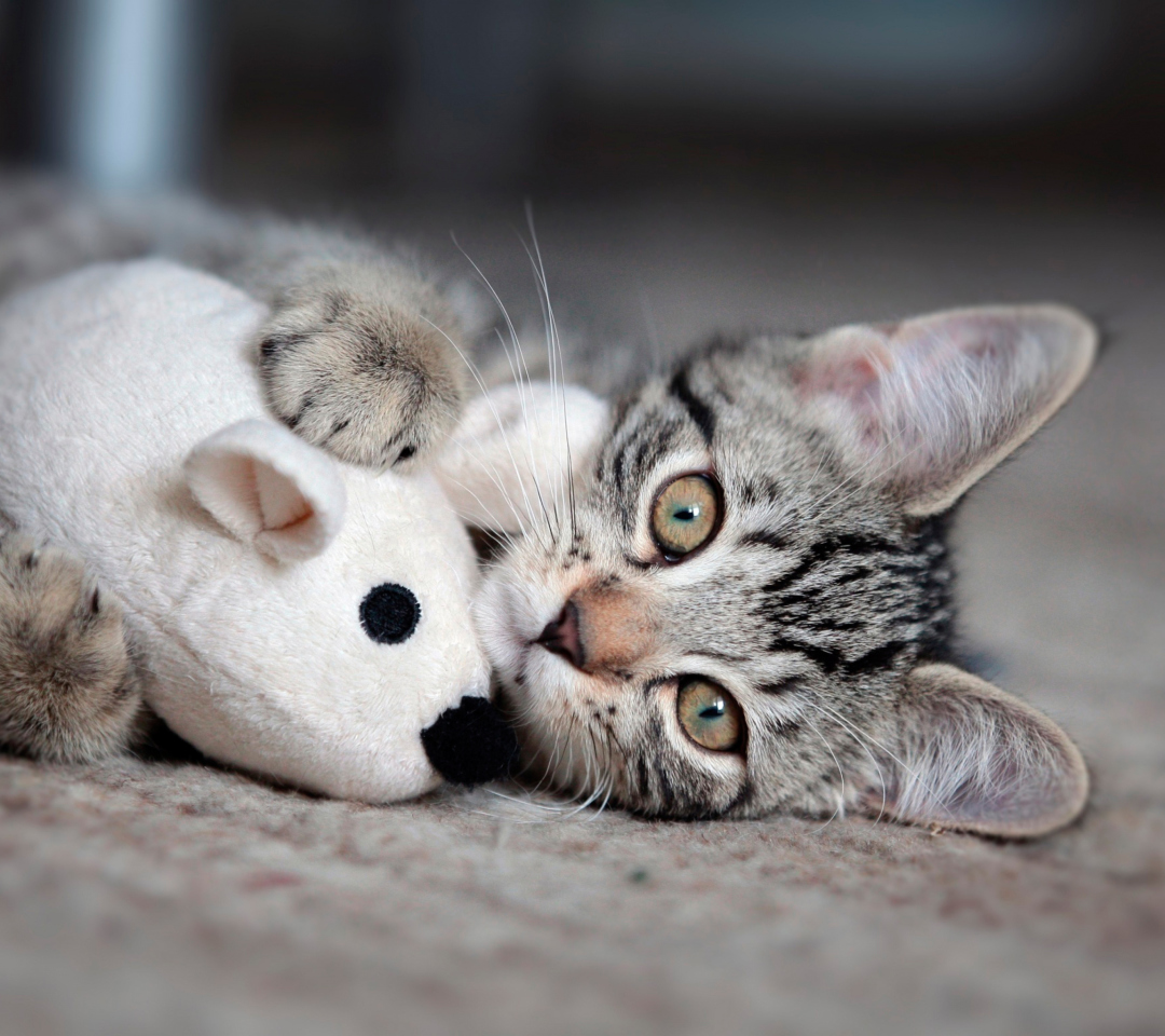 Sfondi Adorable Kitten With Toy Mouse 1080x960