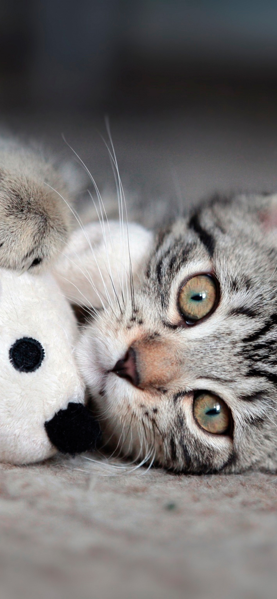 Fondo de pantalla Adorable Kitten With Toy Mouse 1170x2532