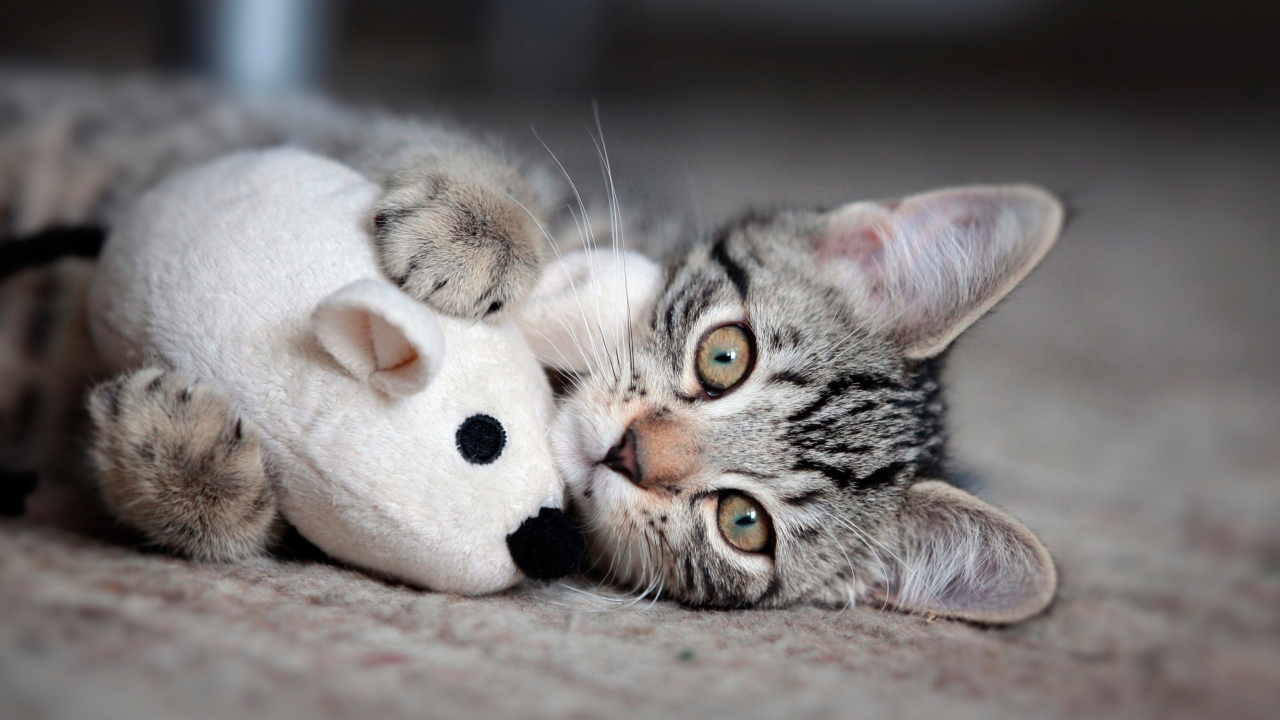 Sfondi Adorable Kitten With Toy Mouse 1280x720
