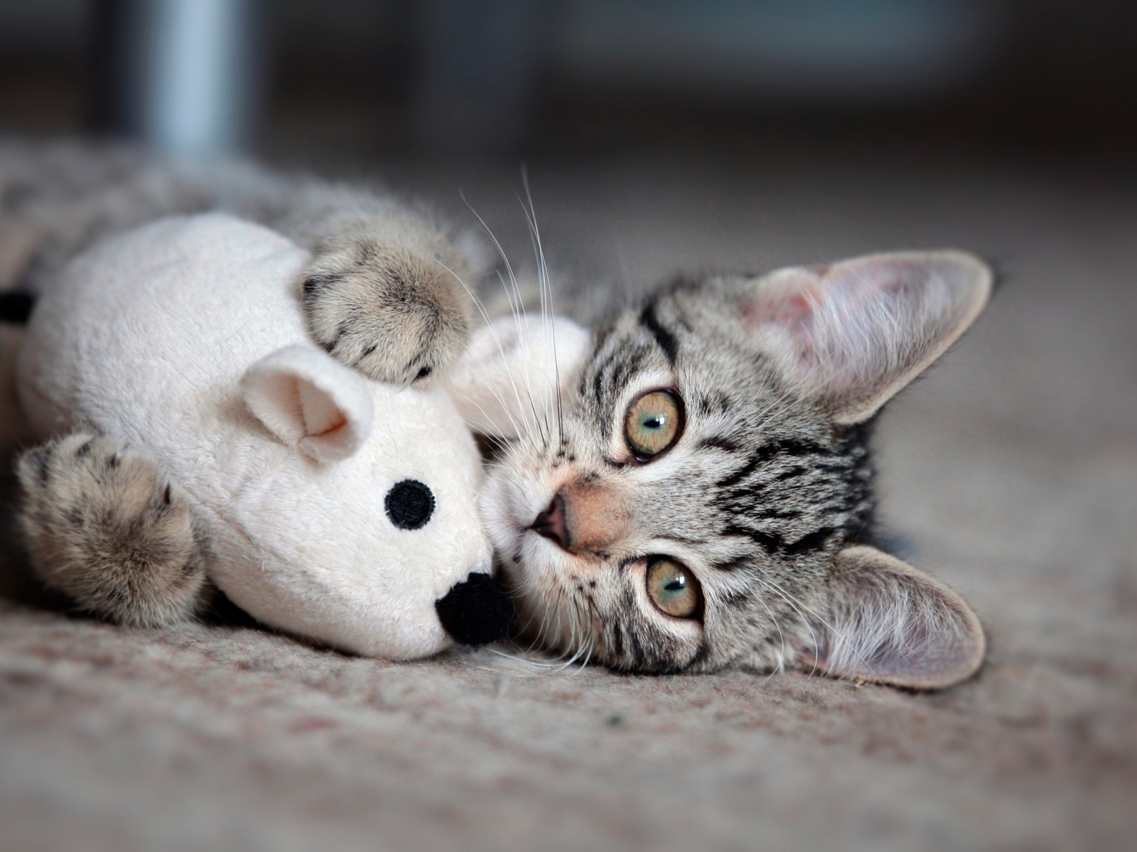 Fondo de pantalla Adorable Kitten With Toy Mouse 1600x1200