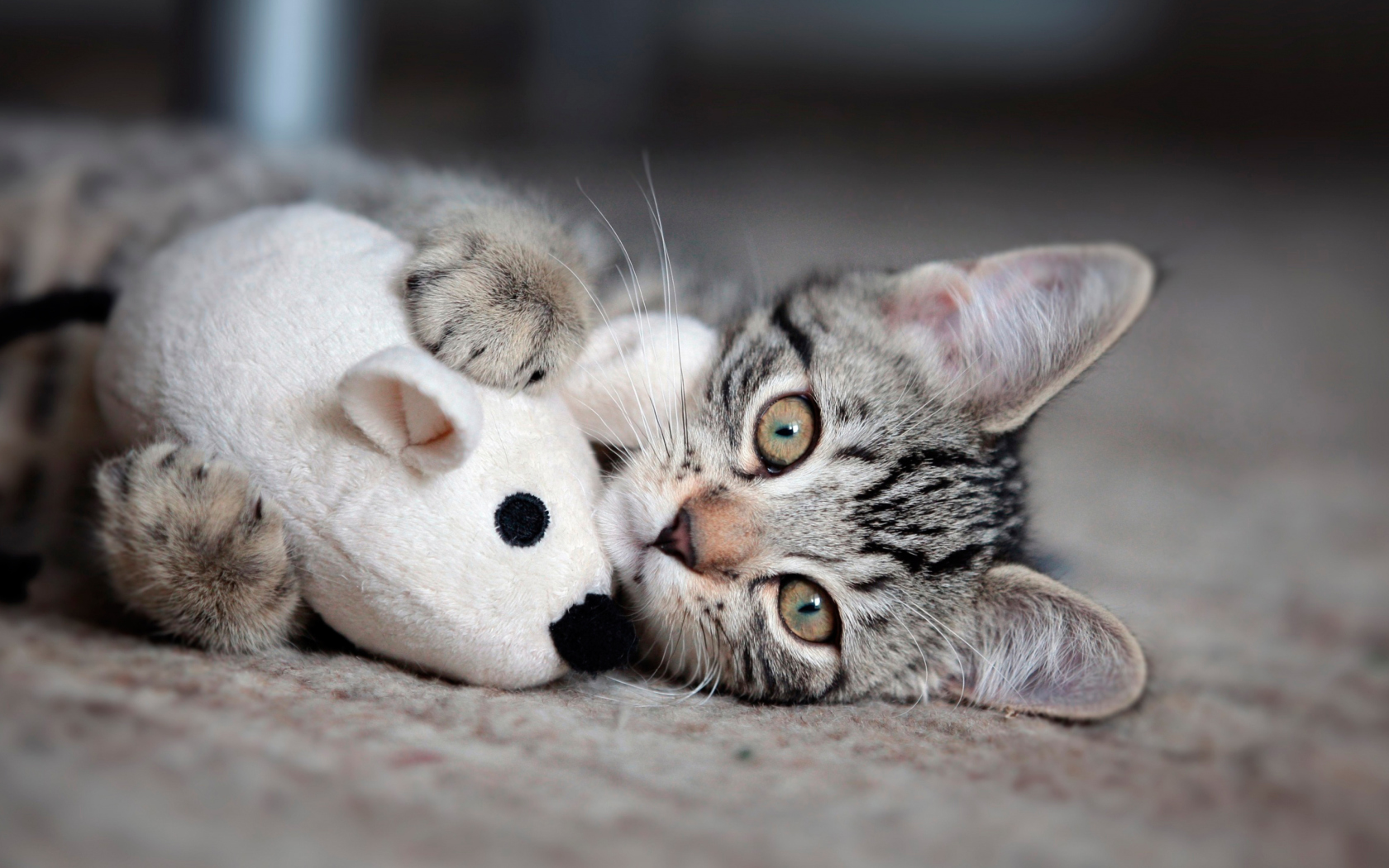 Adorable Kitten With Toy Mouse wallpaper 1680x1050
