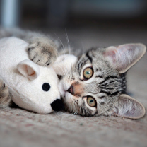 Обои Adorable Kitten With Toy Mouse 208x208