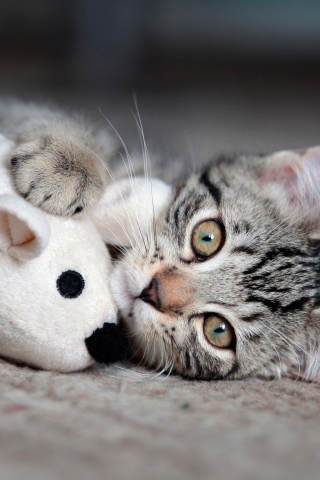 Adorable Kitten With Toy Mouse wallpaper 320x480