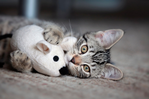 Adorable Kitten With Toy Mouse wallpaper 480x320