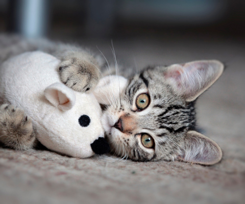 Обои Adorable Kitten With Toy Mouse 480x400