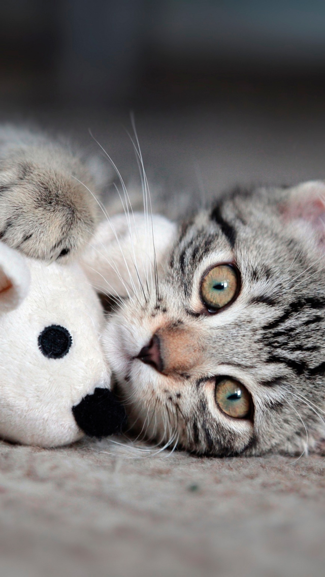 Fondo de pantalla Adorable Kitten With Toy Mouse 640x1136