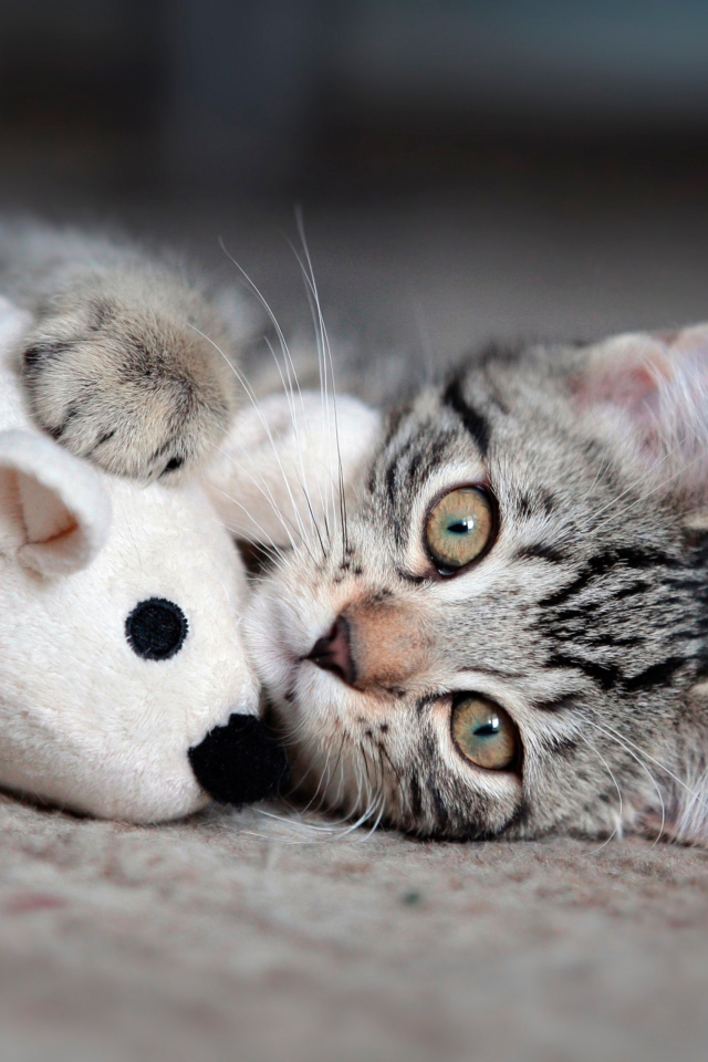 Adorable Kitten With Toy Mouse wallpaper 640x960