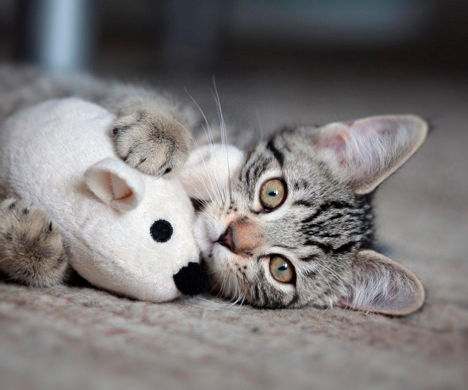 Das Adorable Kitten With Toy Mouse Wallpaper 960x800