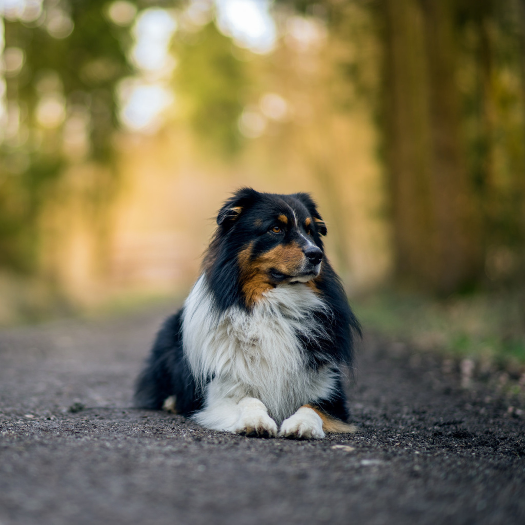 Fondo de pantalla Australian Shepherd Dog on Road 1024x1024