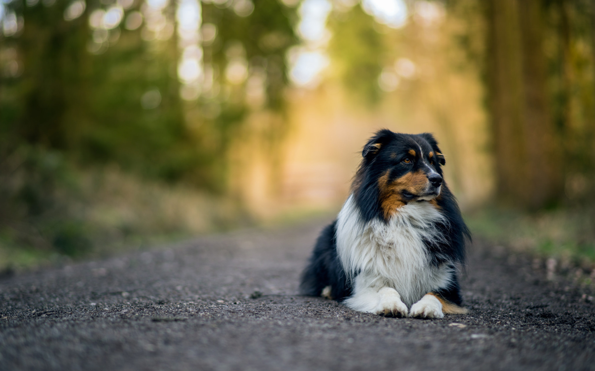 Australian Shepherd Dog on Road wallpaper 1920x1200