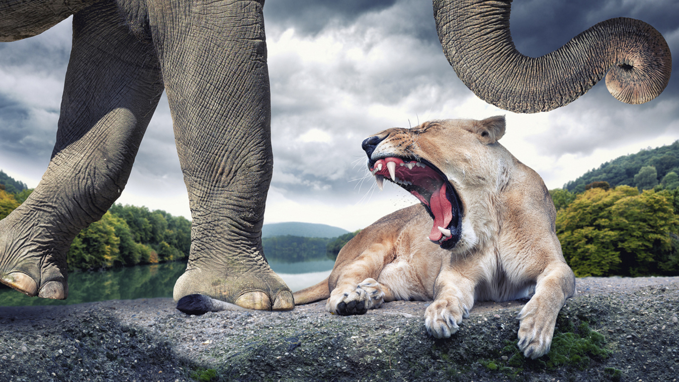 Das Wild Animal World Wallpaper 1366x768