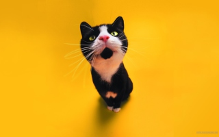 Super Cute Black And White Cat Background for Android, iPhone and iPad