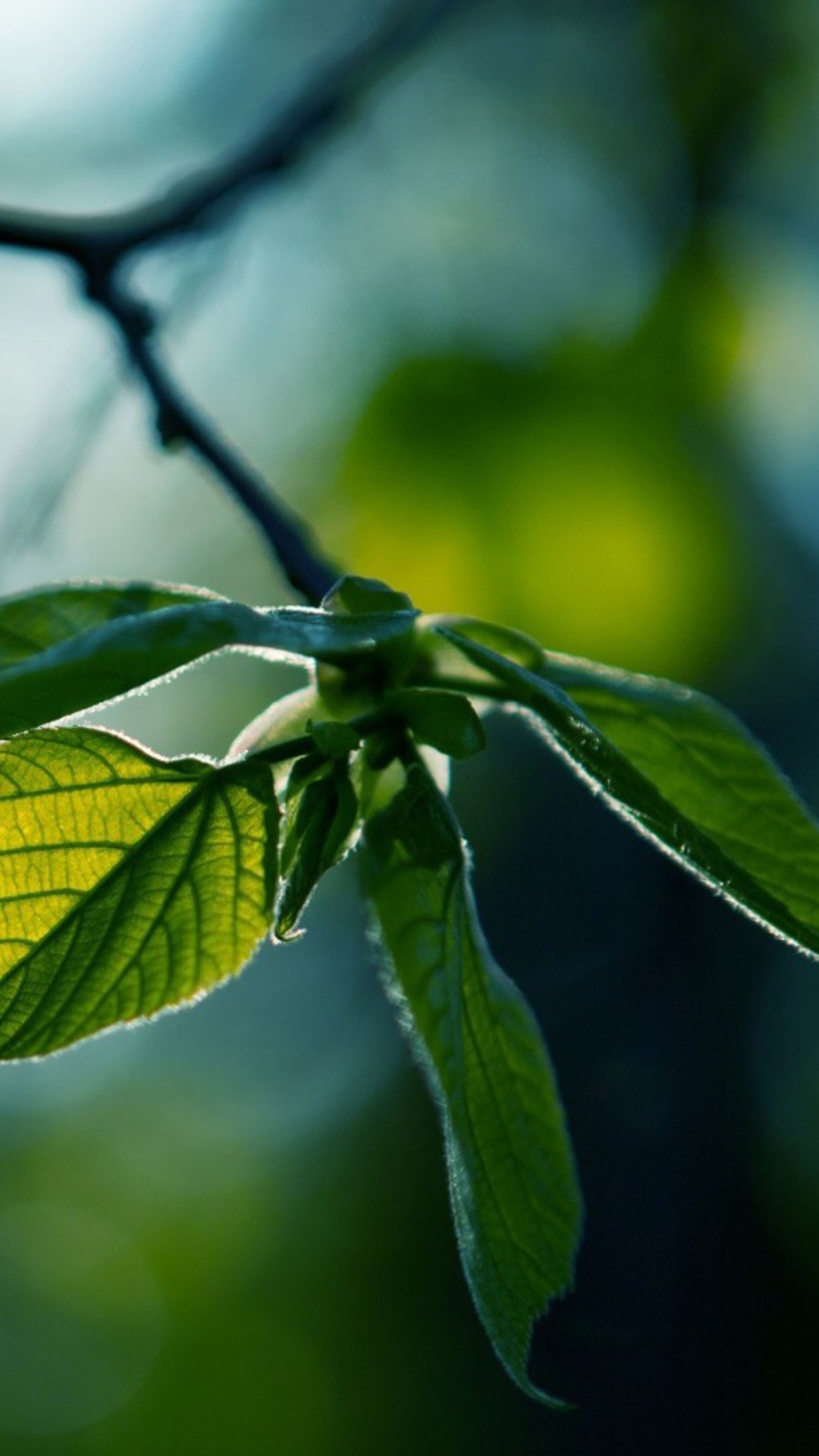 Green Leaves screenshot #1 1080x1920