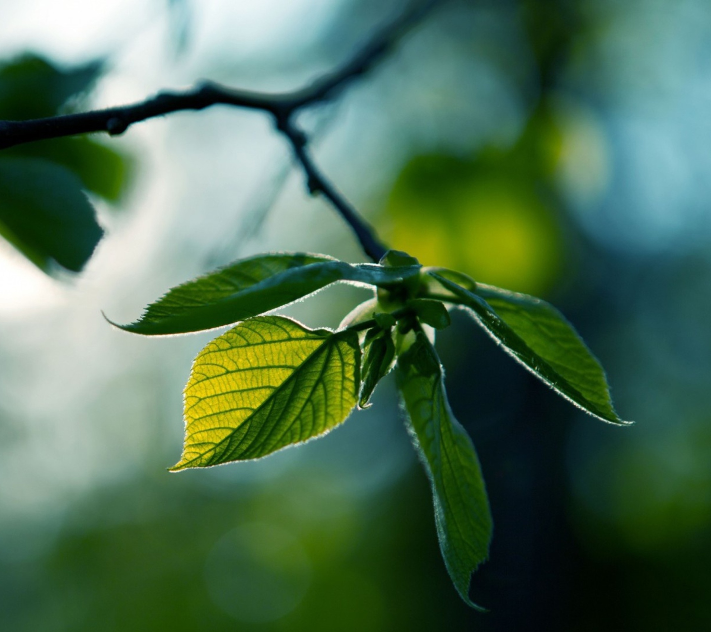 Обои Green Leaves 1440x1280