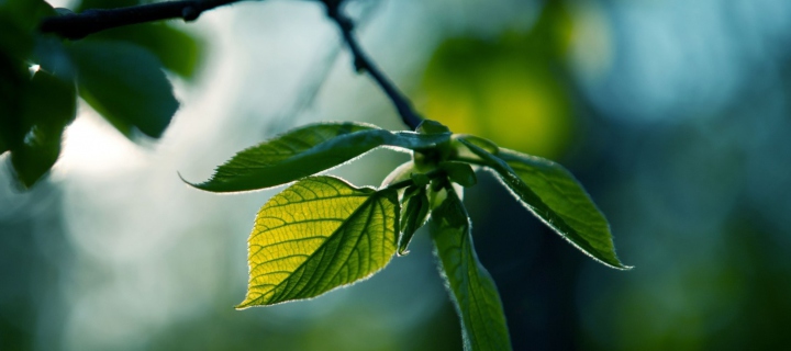 Green Leaves wallpaper 720x320