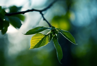 Green Leaves Wallpaper for Android, iPhone and iPad