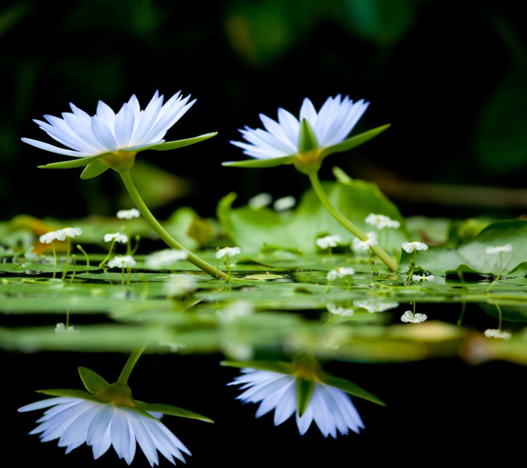 Fondo de pantalla Water Lilies 1080x960