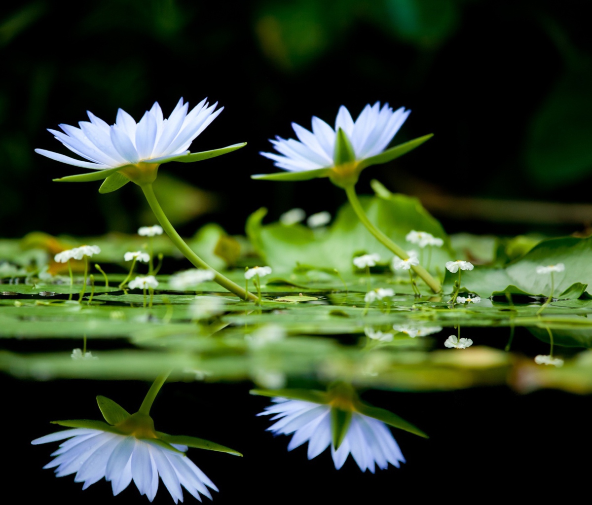 Sfondi Water Lilies 1200x1024