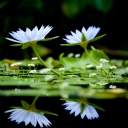 Sfondi Water Lilies 128x128