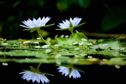 Fondo de pantalla Water Lilies 480x320