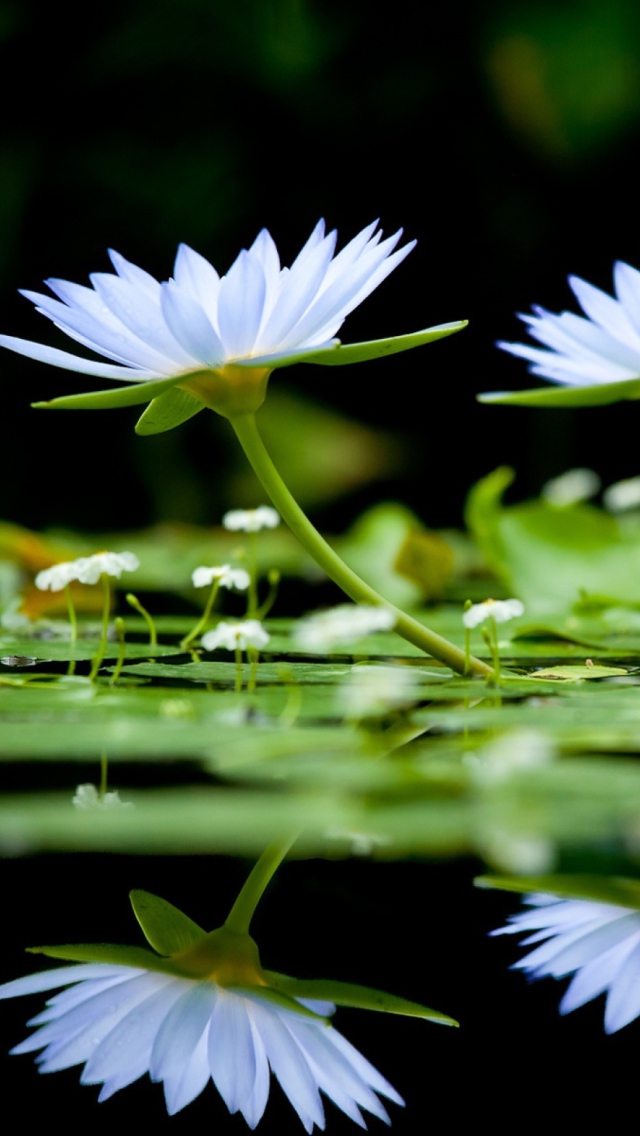 Обои Water Lilies 640x1136