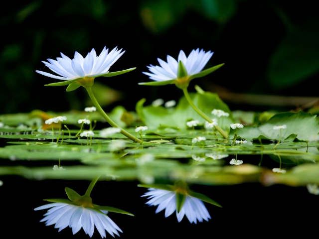 Fondo de pantalla Water Lilies 640x480