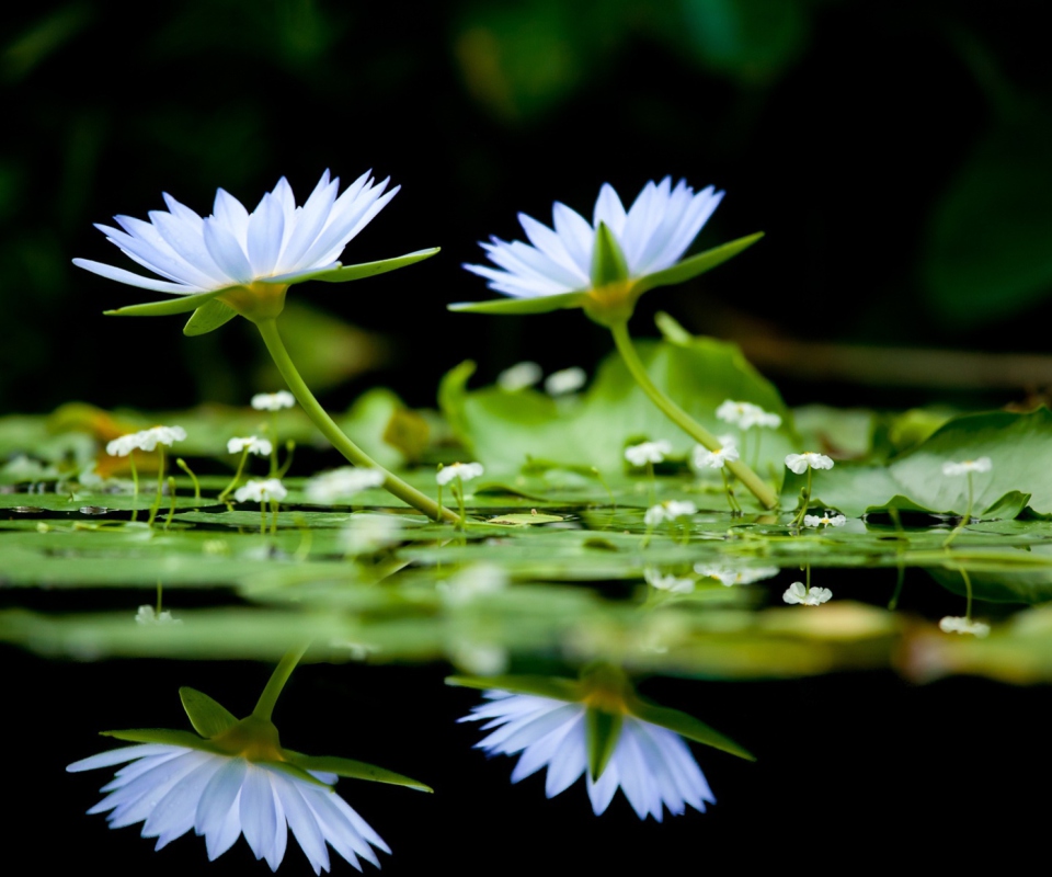 Sfondi Water Lilies 960x800