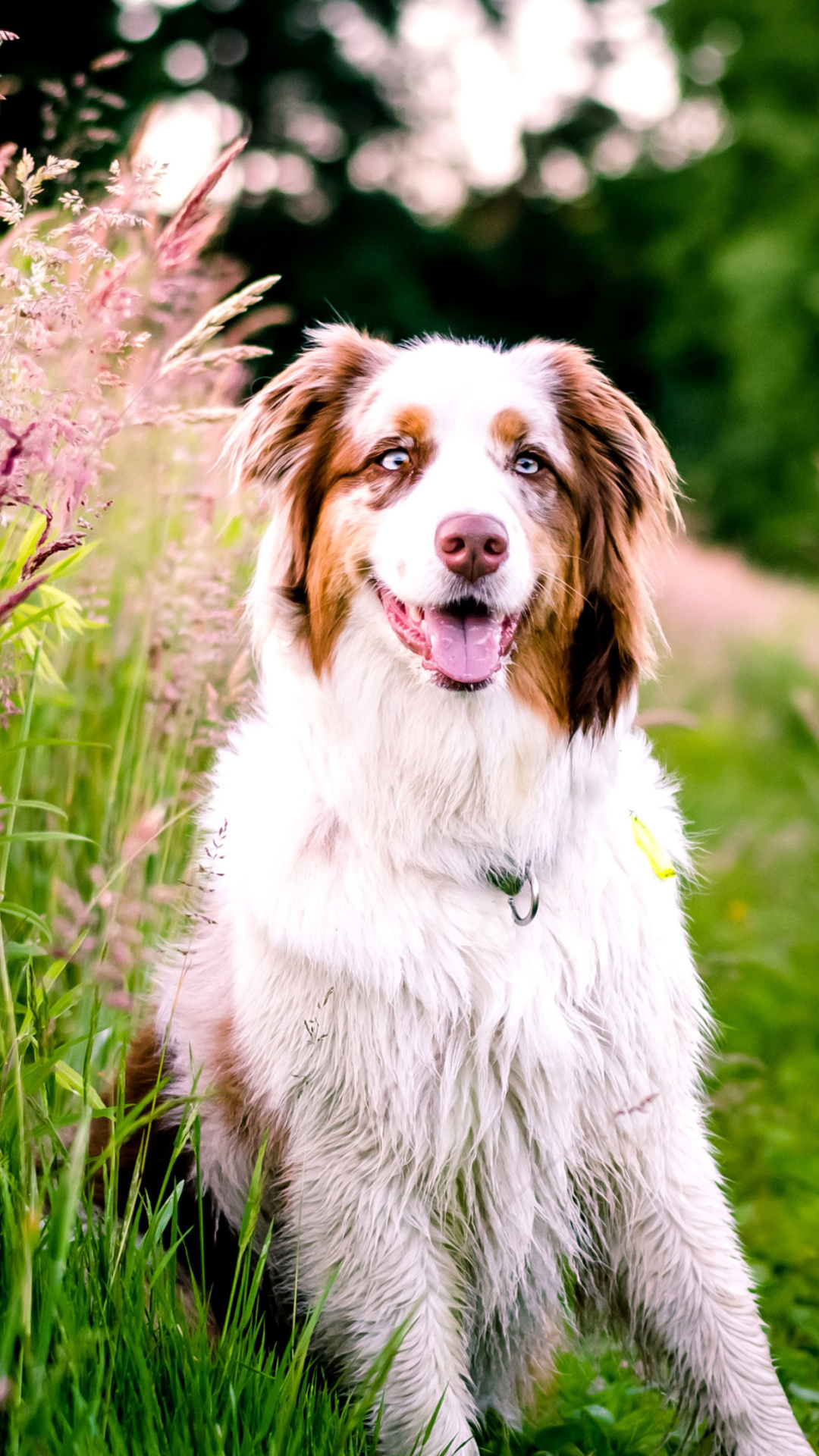 Fondo de pantalla Australian Shepherd 1080x1920