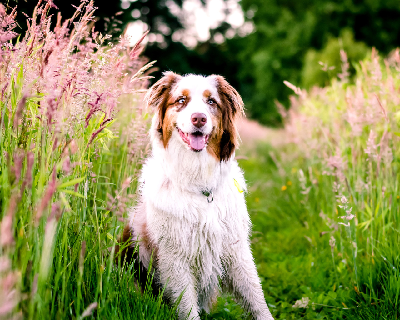 Sfondi Australian Shepherd 1280x1024