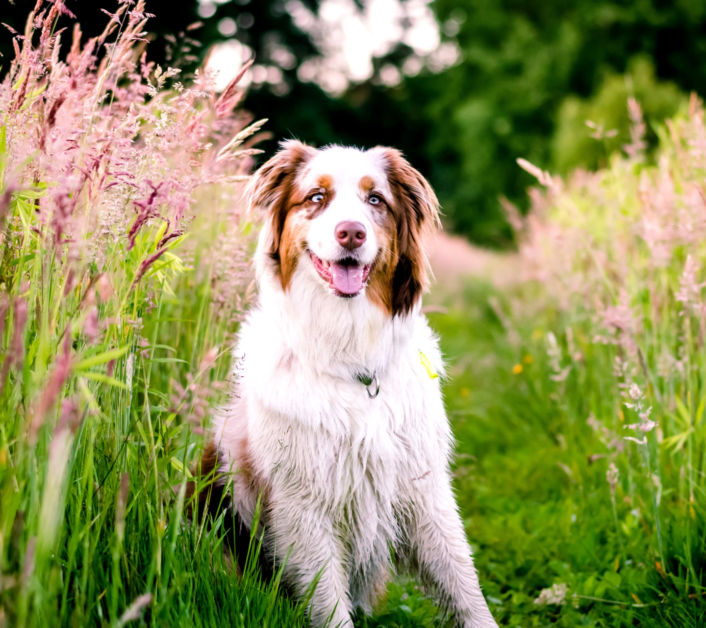 Fondo de pantalla Australian Shepherd 1440x1280