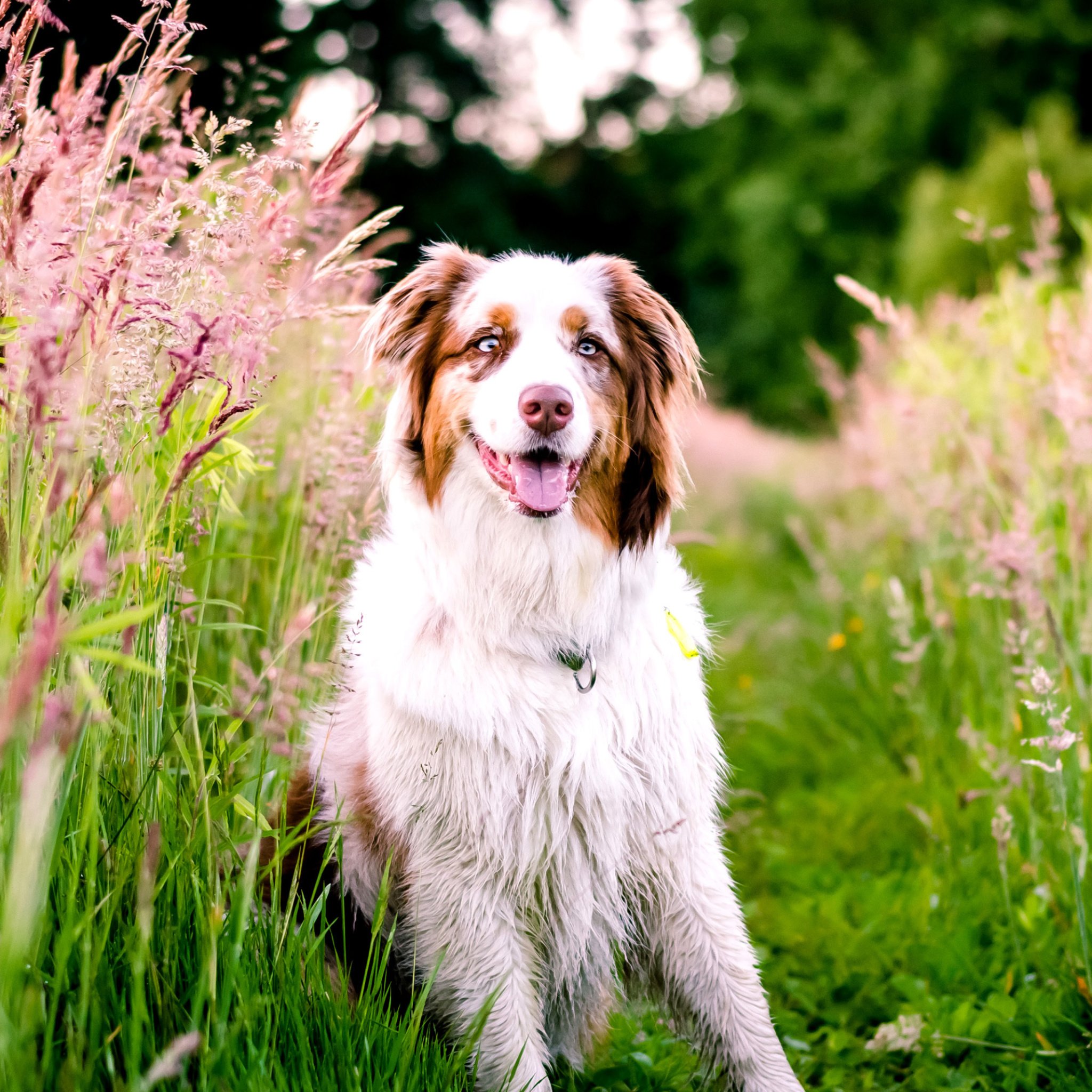 Screenshot №1 pro téma Australian Shepherd 2048x2048