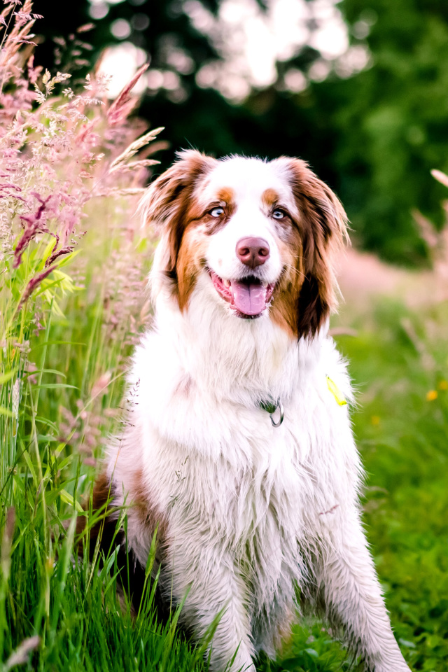 Sfondi Australian Shepherd 640x960